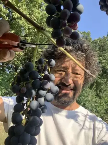 Organic Wine
